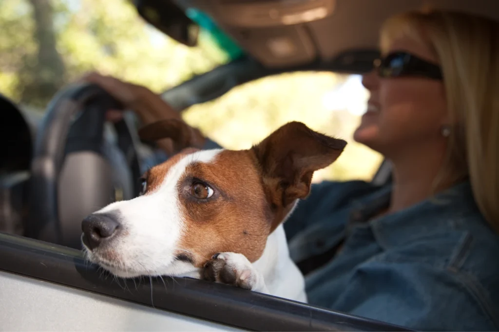 BMW 3 Series Dog Carrier Car Seat for Tenterfield Terrier