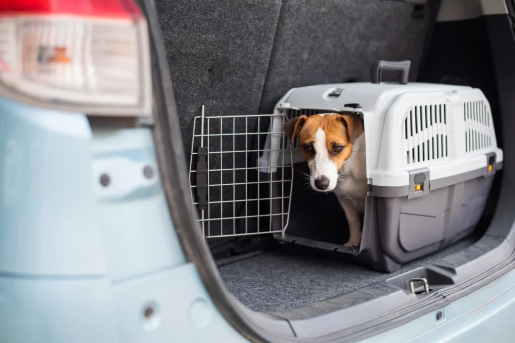 BMW 3 Series Dog Carrier Car Seat for Tenterfield Terrier