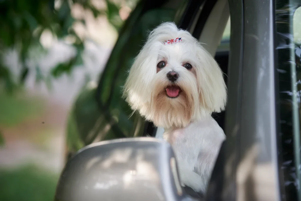 Ford F-Series Dog Car Seat for Maltese