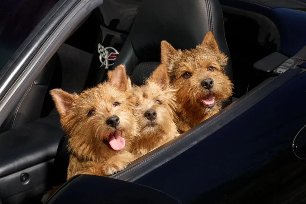 Nissan Frontier Dog Carrier Car Seat for Norwich Terrier