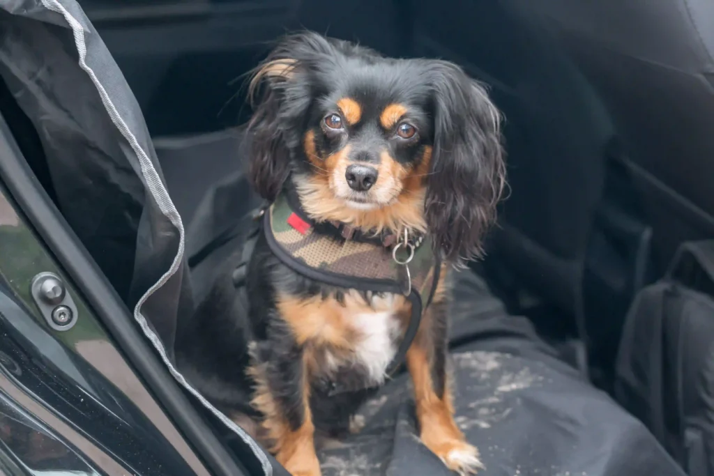 Pet Seat Cover for Chevrolet Suburban