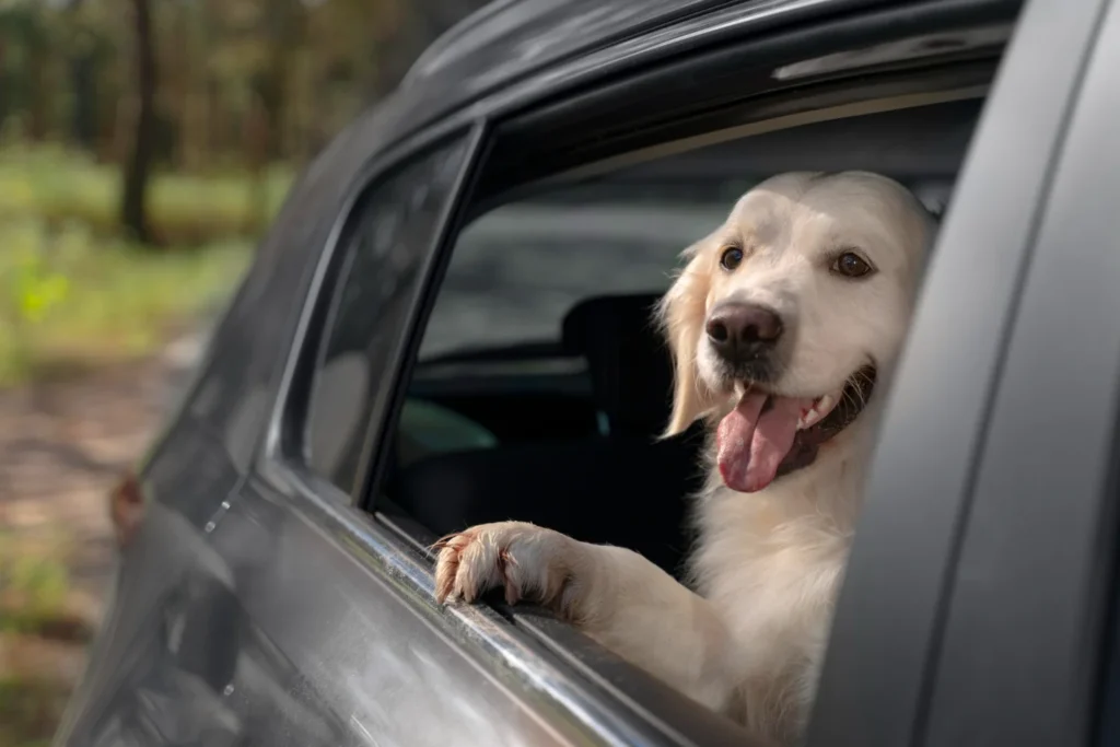 Toyota Prius Back Seat Cover for Labrador Retrievers