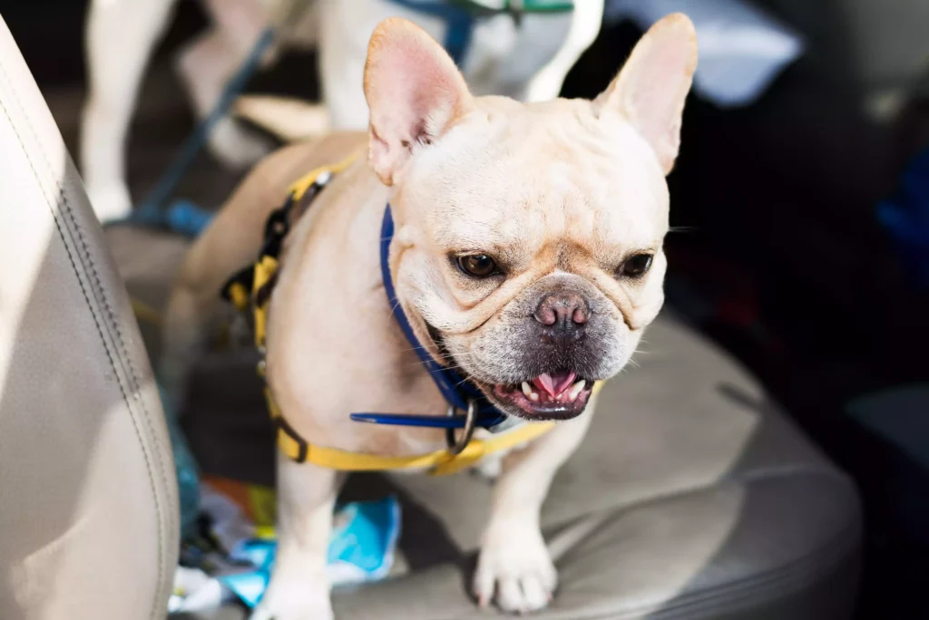 dog back seat cover for Tesla Model 3